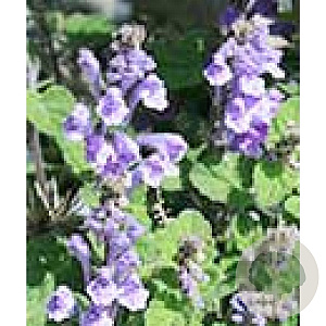 Scutellaria indica parvifolia GM P9