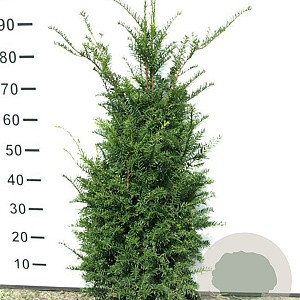 Taxus baccata 80-100 cm met kluit