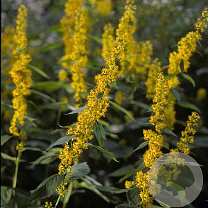 Solidago flex. 'Flexi Belle' GM P9 Chemievrij