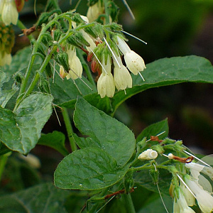 Symphytum grandiflorum GM P9 Chemievrij