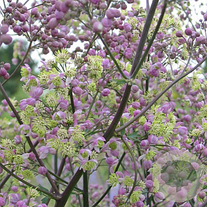 Thalictrum 'Elin' GM P9 Chemievrij