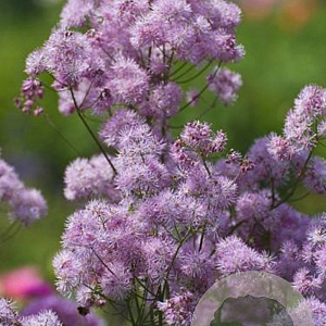 Thalictrum Nimbus Pink GM P9 Chemievrij