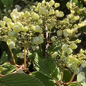 Viburnum plicatum 'Mariesii Great Star' 100-125 cm 20L
