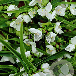 Tradescantia (A) 'Alba' GM P9