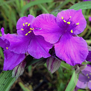 Tradescantia (A) 'Concord Grape' GM P9 Chemievrij
