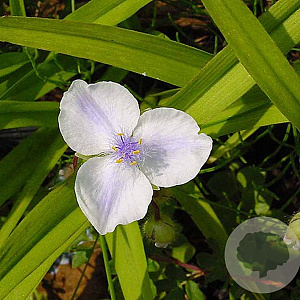 Tradescantia (A) 'Osprey' GM P9 Chemievrij