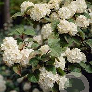 Viburnum plicatum 'Rotundifolium' 30-40 cm 3,0L