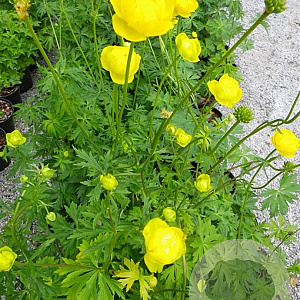 Trollius europaeus GM P9 Chemievrij