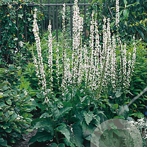 Verbascum blattaria 'Albiflorum' GM P9