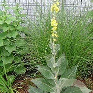 Verbascum bombyciferum GM P9