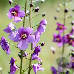 Verbascum phoeniceum GM P9 Chemievrij