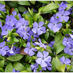 Vinca minor 'Blue' GM P9