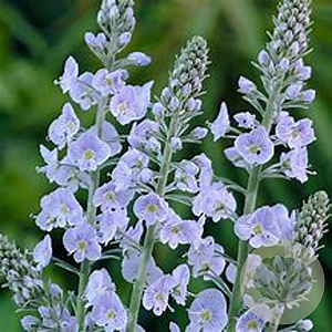 Veronica gentianoides GM P9 Chemievrij