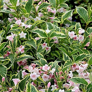 Weigela florida 'Nana Variegata' 25 cm 2,0L
