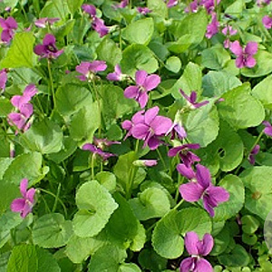 Viola sororia 'Rubra' GM P9 Chemievrij