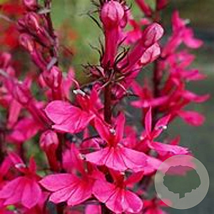 Lobelia s. Starship Rose GM P9