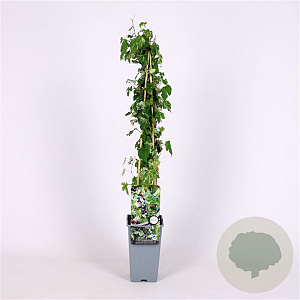 Ampelopsis glandulosa 'Elegans' 70 cm 2,0L