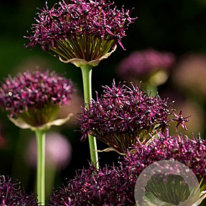 Allium atropurpureum GM P9 Chemievrij