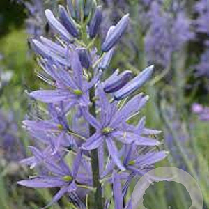Camassia leichtlinii 'Caerulea' GM P9