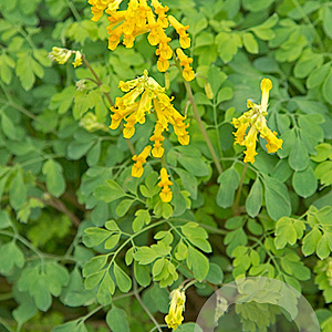 Corydalis lutea GM P9