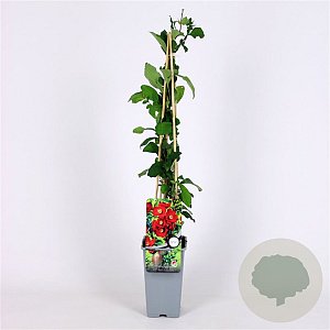 Chaenomeles sup. 'Crimson and Gold' 70 cm 2,0L