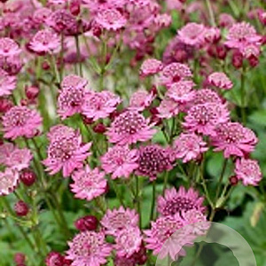 Astrantia major 'Cerise Button' GM P9