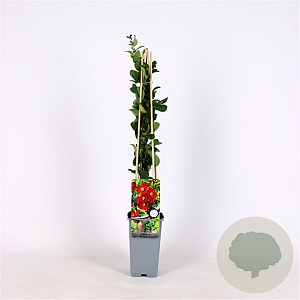 Chaenomeles sup. 'Texas Scarlet' 70 cm 2,0L