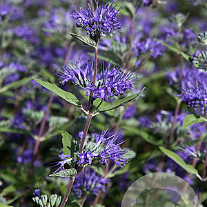 Caryopteris cland. 'Heavenly Blue' GM P9