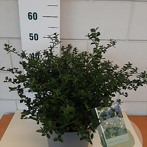 Ceanothus thyrsiflorus repens 30-40 cm 7,5L