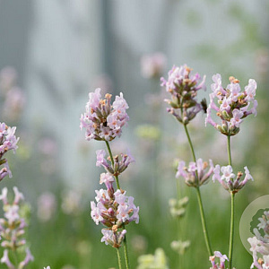 Lavandula ang. 'Loddon Pink' GM P9