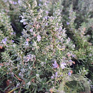 Rosmarinus off. 'Capri' GM P9