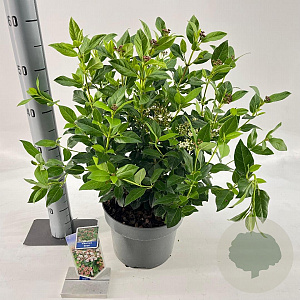 Viburnum tinus 30-40 cm 5,0L