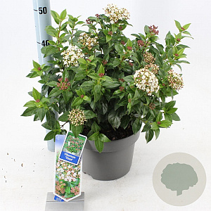 Viburnum tinus 30-40 cm 5,0L