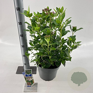 Viburnum tinus 30-40 cm 5,0L