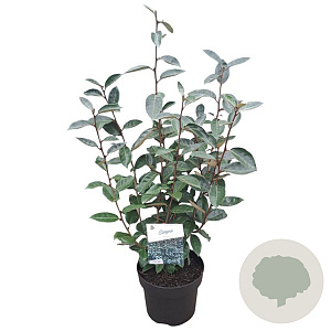 Elaeagnus ebbingei 50-60 cm 5,0L