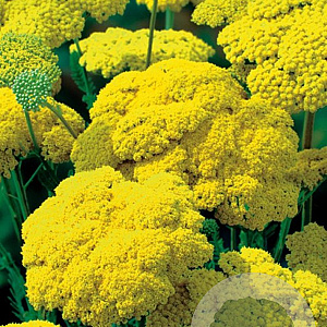 Achillea fil. 'Cloth of Gold' GM P9