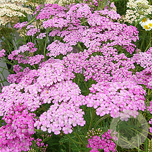 Achillea m. 'Lilac Beauty' GM P9