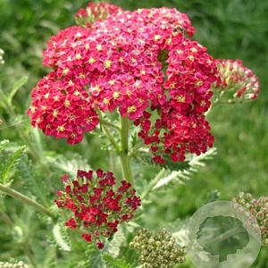 Achillea m. 'Red Velvet' GM P9