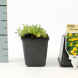 Achillea tomentosa 'Aurea' GM P9