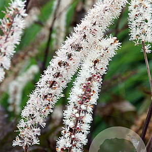 Actaea simp. 'Black Negligee' GM P9