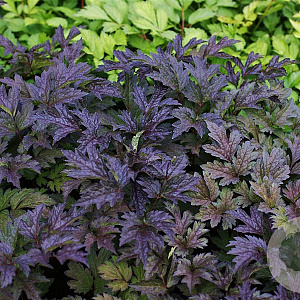 Actaea simp. 'Black Negligee' GM P9