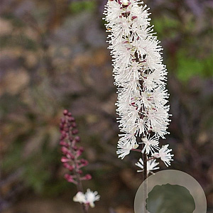 Actaea simp. 'Black Negligee' GM P9