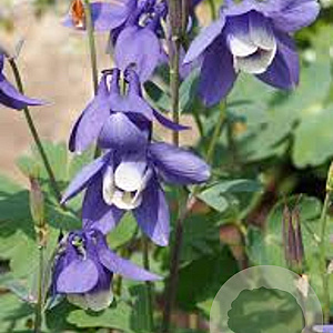 Aquilegia 'Spring Magic Blue White' GM P9