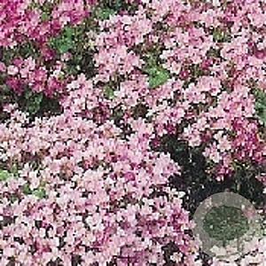 Arabis caucas. 'Pinkie' GM P9