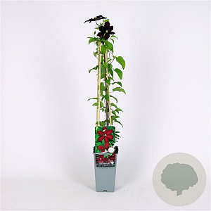 Clematis 'Niobe' 70 cm 2,0L