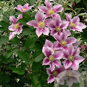 Clematis 'Piilu' 80-100 cm 2,5L