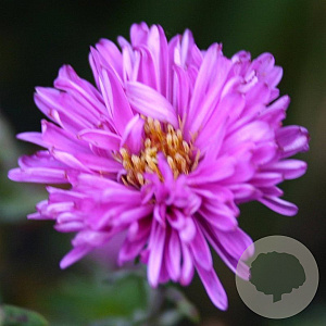 Aster n.-b. 'Patricia Ballard' GM P9