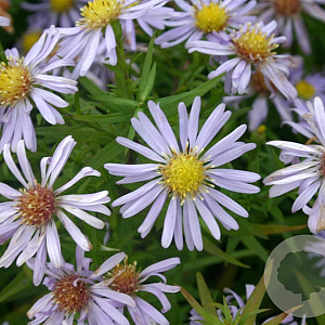 Aster (D) 'Zwergenhimmel' GM P9