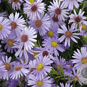 Aster (D) 'Zwergenhimmel' GM P9