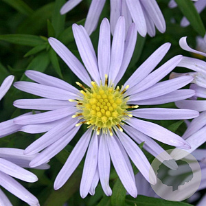 Aster (D) 'Zwergenhimmel' GM P9
